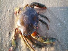 -碧桂园十里银滩