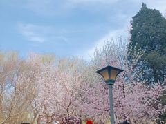 -桃花堤公园