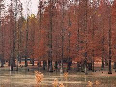 -白鹭湾湿地公园