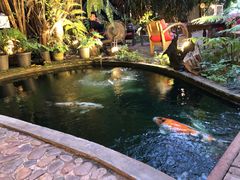 -Fern Forest Cafe
