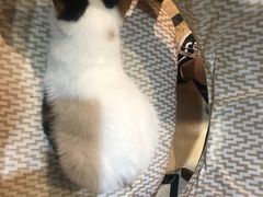 -猫色咖啡·猫咖