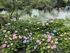 -上海共青森林公园