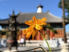 -妙应寺白塔