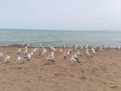 -青海湖国家重点风景名胜区