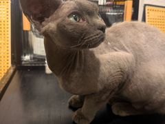 -琪喵猫屋·撸猫猫咖·猫舍