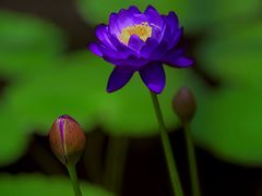 -国家植物园南园