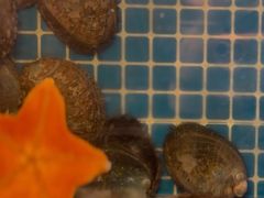 -连鹭海鲜·海肠捞饭·海胆饭(星海店)