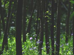 -东坝千亩湖公园