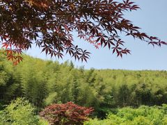 -宁波浙东大竹海景区