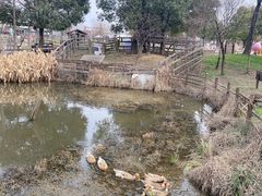 -田园东方蜜桃村的田野营地