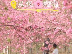 -天适樱花悠乐园
