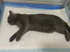 -灵美宠物诊所