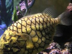 -暹罗海洋世界