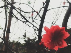 -丹樱生态园