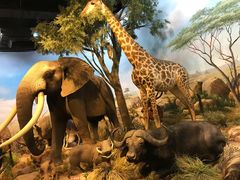 -陕西自然博物馆