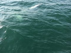 -鑫艋游艇海钓俱乐部