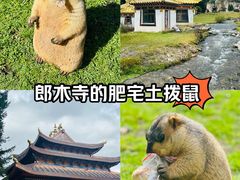 -四川郎木寺镇