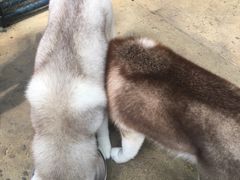 -TrueLove @ Neverland (Husky Cafe)