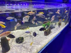 -七巧国萌宠乐园(龙湖天街店)