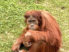 -西霞口神雕山野生动物世界
