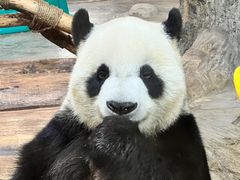 -海南热带野生动植物园