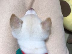-逗柴咖啡屋·狗咖猫咖宠物桌游