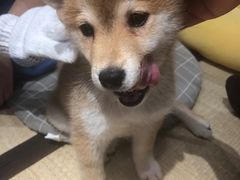 -逗柴咖啡屋·狗咖猫咖宠物桌游
