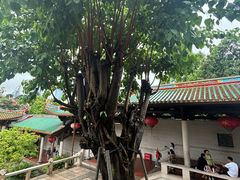-南普陀素菜馆