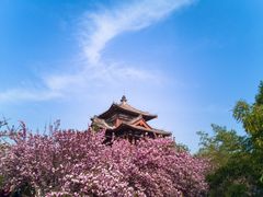 -西安青龙寺遗址景区