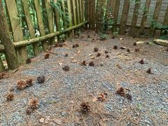 -重庆睡佛山森林公园
