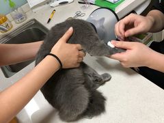 -瑞派旺宝宠物医院·犬猫全科综合·尿道专科(莲兴院)