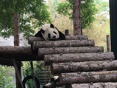 大熊猫馆-北京动物园