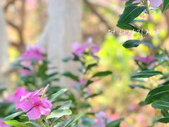 -亚龙湾国际玫瑰谷