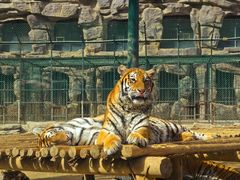 -栾川竹海野生动物园