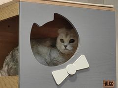 -宠爱国际动物医院·消化内科·心肾内科·ISFM猫友好(望京店)