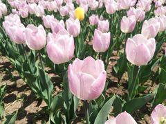 -长春公园(普阳街道)