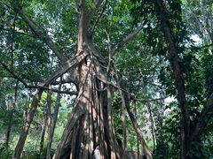 -中国科学院西双版纳热带植物园