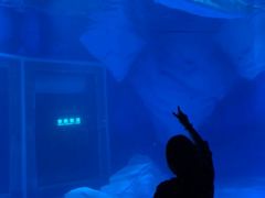 纪念品-上海海昌海洋公园