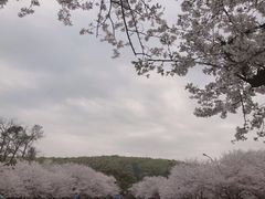 -武汉大学-樱园