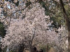 -绵阳人民公园(涪城区)