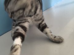 -瑞派福兴宠物医院犬猫全科·骨科·中西医结合(河东店)