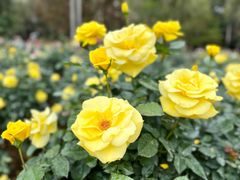 -人民公园(罗湖区)