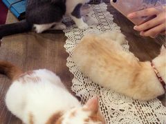-共舞时光猫咖·狗咖(新街口店)