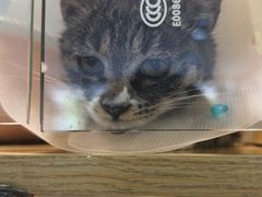 -平行世界·猫咖(首经贸店)