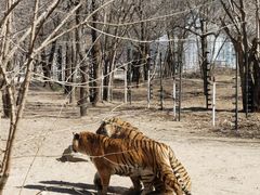 -北京野生动物园