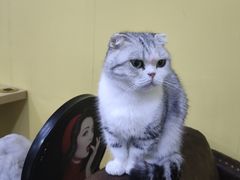 -猫咪咖啡店(新城大街店)