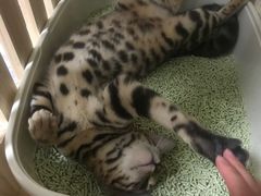 -猫大福·Fortune Cat猫舍(百子湾店)