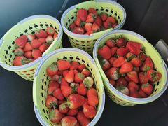 -昌平兴寿秀秀草莓采摘园