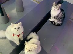 -极木²邸 人与宠物·互动社区