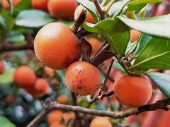 -乖乖佳花园山庄·私房菜(阿哈湖公园店)